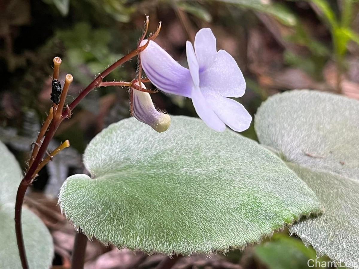 Henckelia zeylanica (R.Br.) A.Weber & B.L.Burtt